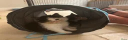 British Shorthair cats for sale: beautiful british shorthair and longhair kittens  - Advert 16