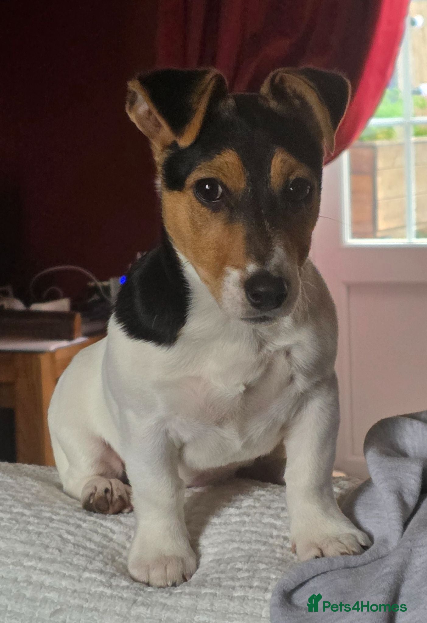 Jack Russell dogs Jack Russell female (millie) - Advert 1