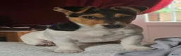 Jack Russell dogs for sale: Jack Russell female (millie) - Advert 1