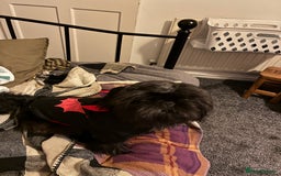 Shih Tzu dogs for sale: 2 snuggly gorgeous miniature shih tzu boys - Image 3