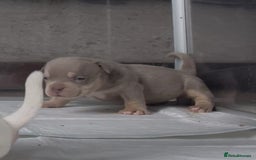 American Bully dogs for sale: 6 top quality  exotic bulls - Image 6