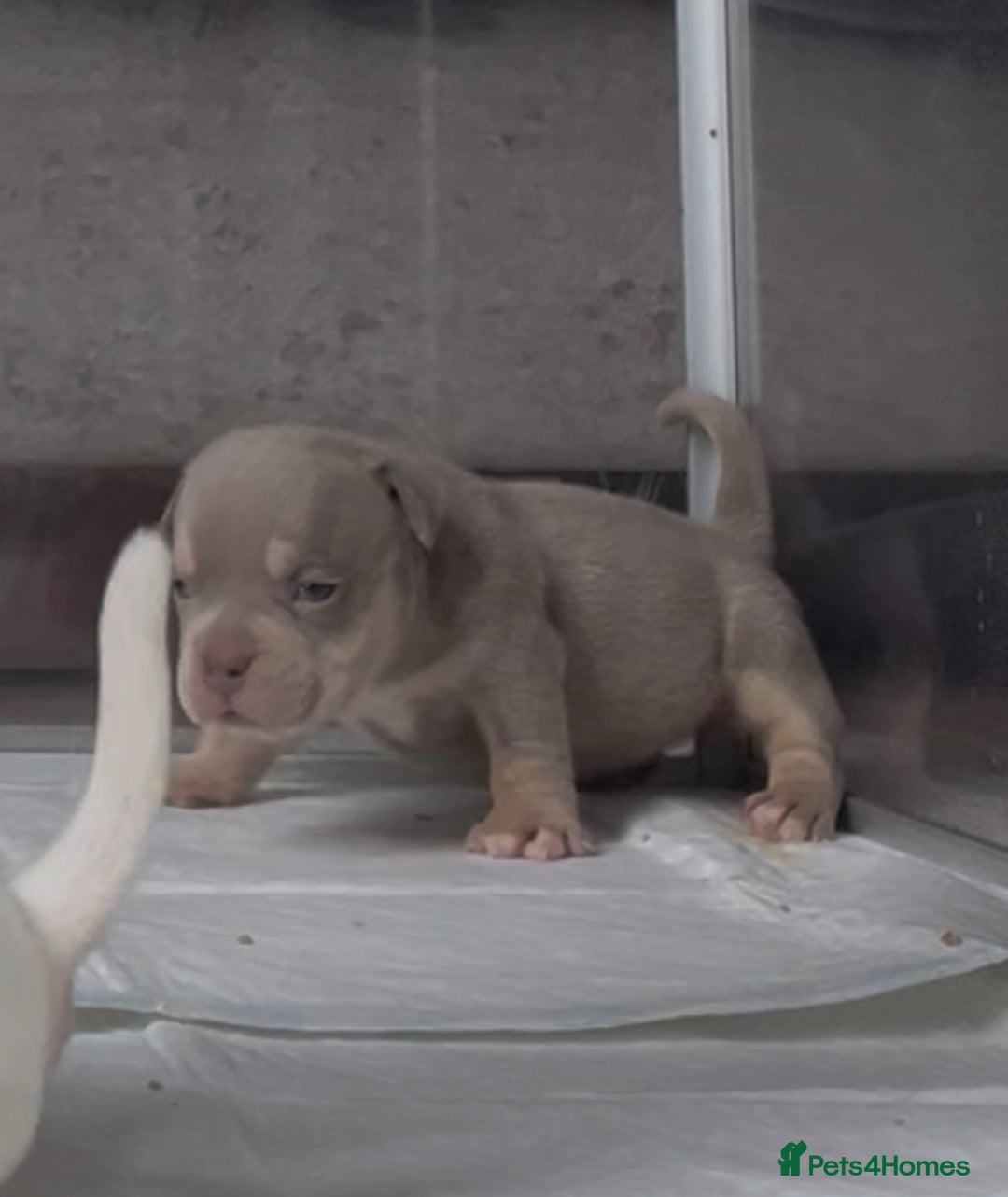 American Bully dogs for sale: 6 top quality  exotic bulls - Image 6