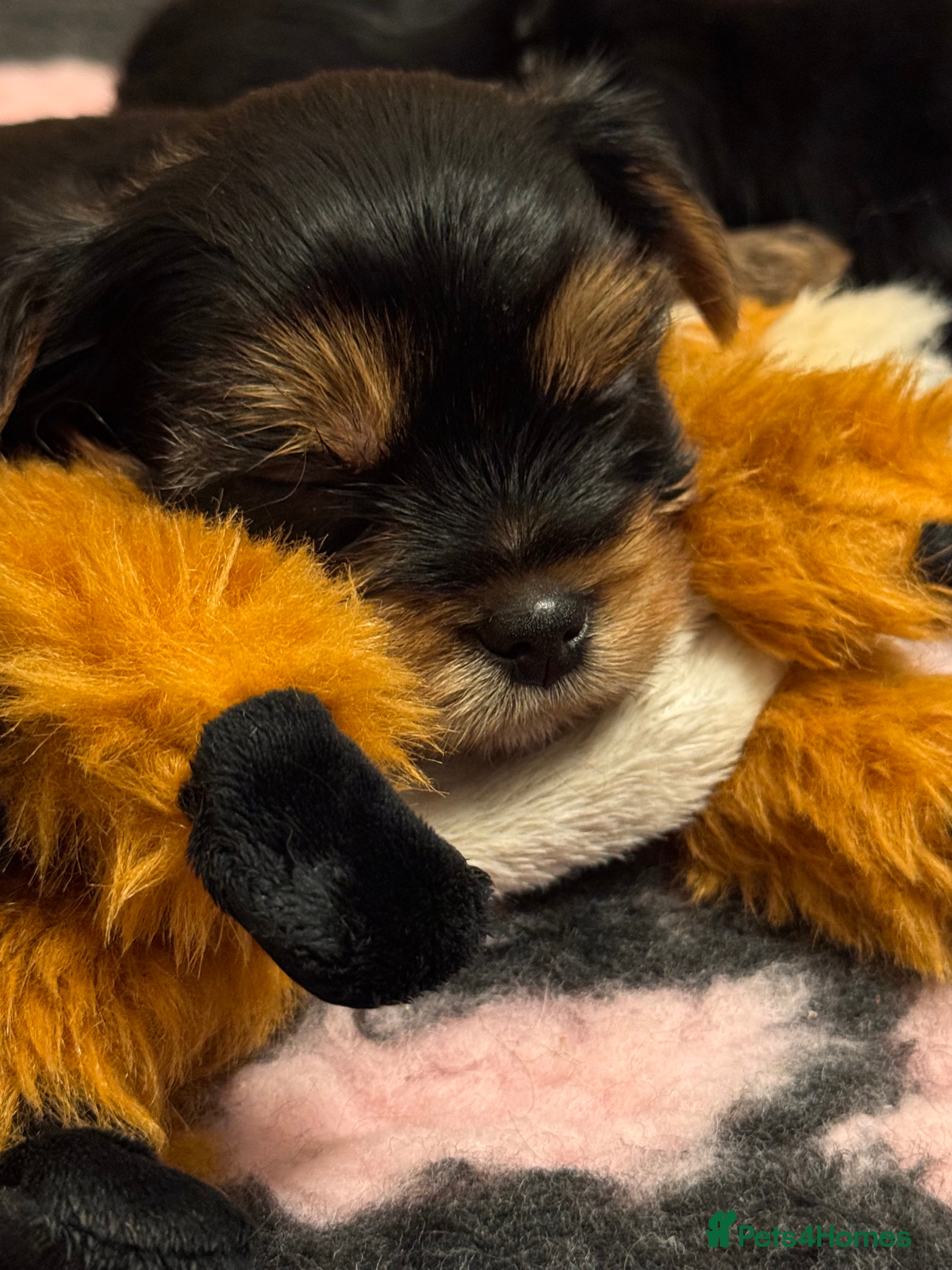 Yorkshire Terrier dogs Yorkshire Terrier Puppies❣️ - Advert 3