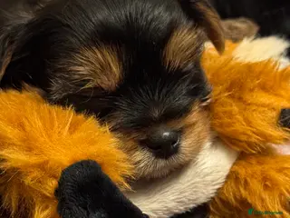 Yorkshire Terrier dogs Yorkshire Terrier Puppies❣️ - Advert 3