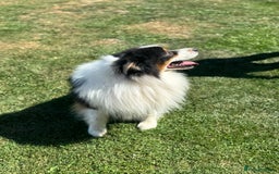 Australian Shepherd dogs for sale: KC registered Australian Shepard puppies - Image 25