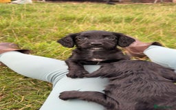 Cocker Spaniel dogs for sale: Kc registered litter of working cocker spaniels  - Image 3