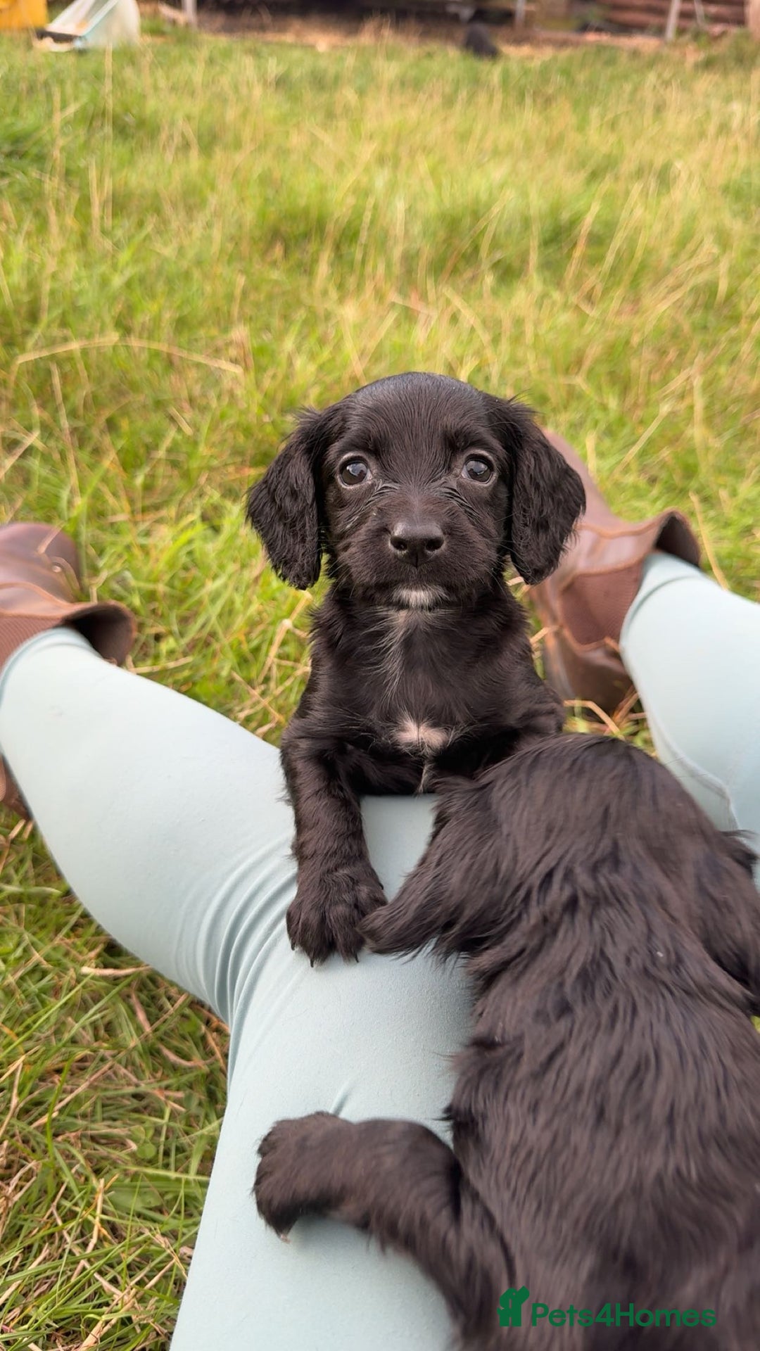 Cocker Spaniel dogs for sale: Kc registered litter of working cocker spaniels  - Image 3