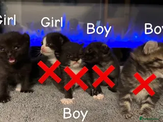 Mixed Breed cats Sphynx cross kittens x5 - Advert 20