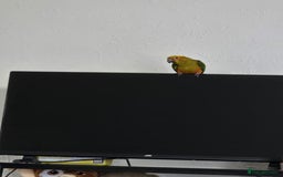 Parrots birds for sale: jenday conure parrot - Image 3