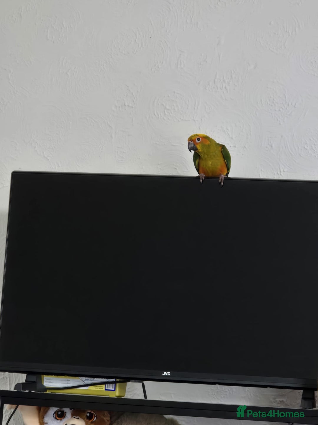 Parrots birds for sale: jenday conure parrot - Image 3