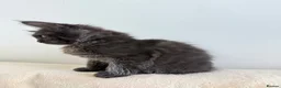 Maine Coon cats for sale:     Stunning Purebred Maine Coon Kitten - Advert 25