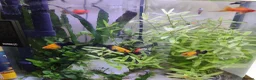 Swordtails fish for sale: Red Swortail pair and 3 Gold Black Platies in London - Advert 2