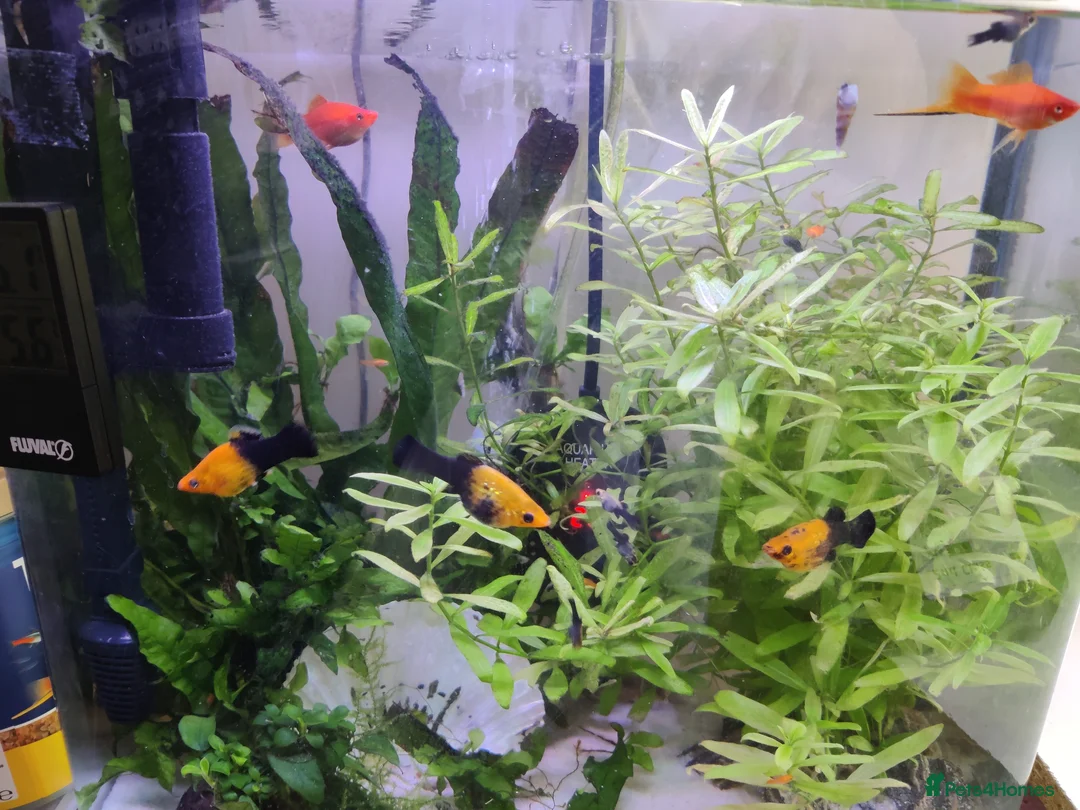 Swordtails fish for sale: Red Swortail pair and 3 Gold Black Platies in London - Advert 2