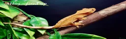 Gecko reptiles for sale: Baby Crested Gecko For Sale 🦎 - Advert 2