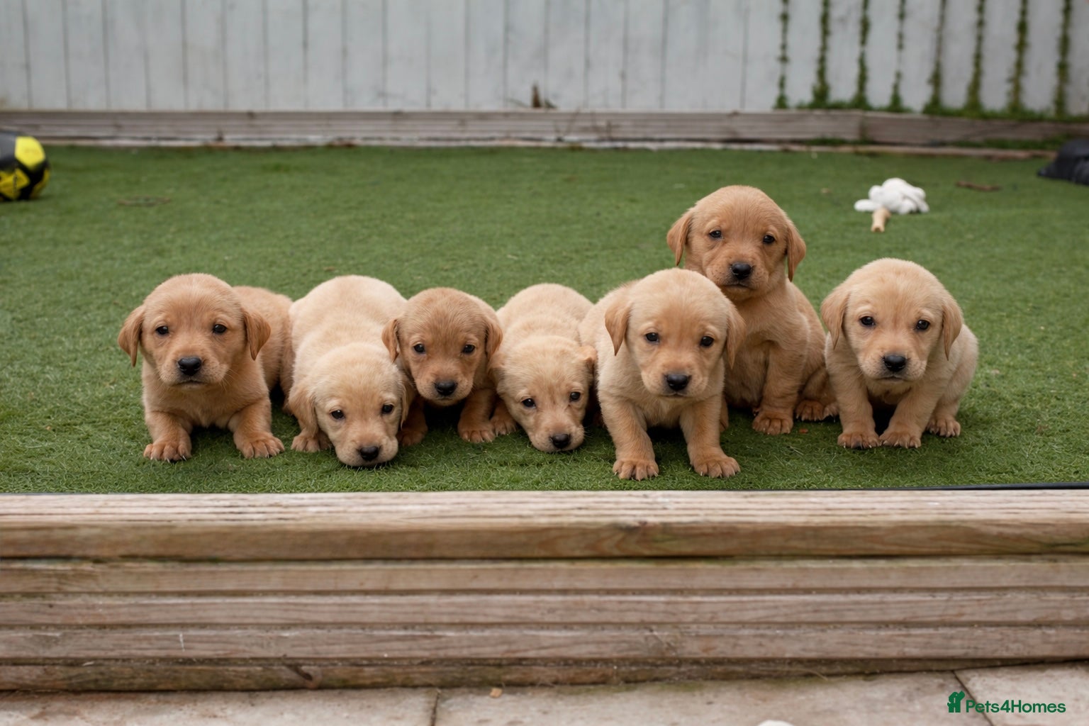 Labrador Retriever dogs 🐾 Exceptional KC Reg Labrador Puppies 🐾 - Advert 3