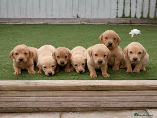 Labrador Retriever dogs 🐾 Exceptional KC Reg Labrador Puppies 🐾 - Advert 2
