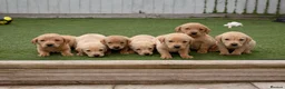 Labrador Retriever dogs for sale: 🐾 Exceptional KC Reg Labrador Puppies 🐾 - Advert 2