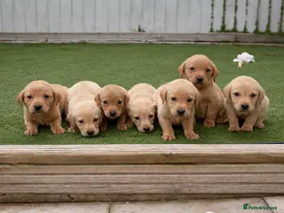 Labrador Retriever dogs 🐾 Exceptional KC Reg Labrador Puppies 🐾 - Advert 1