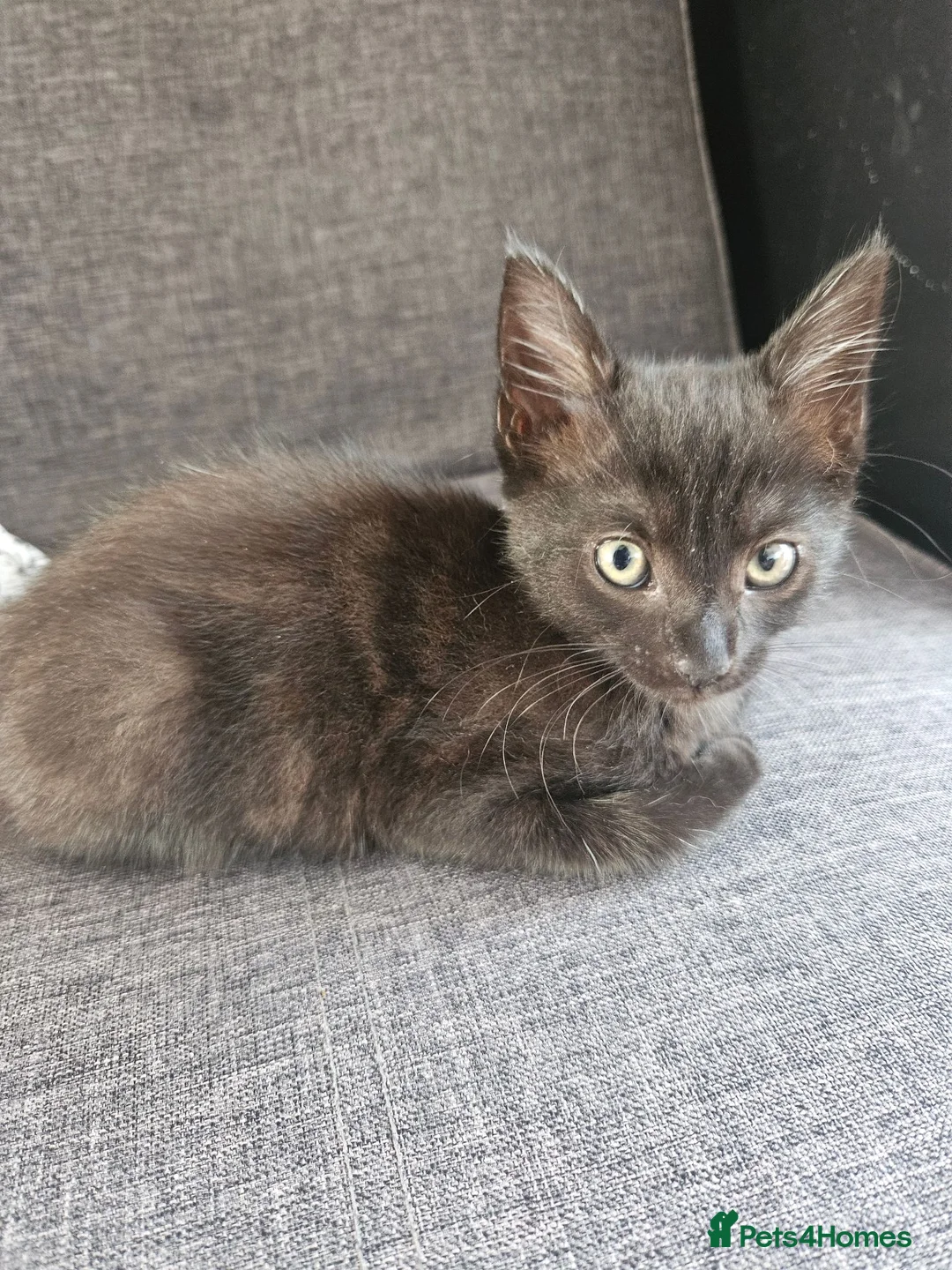 British Shorthair cats for sale: Kittens in Eastbourne - Advert 5
