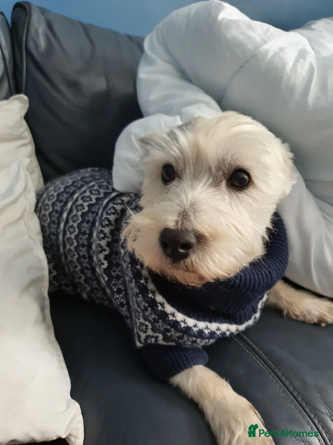 West Highland Terrier dogs for sale: Highland West terrier  - Advert 3