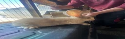 Continental Giant rabbits for sale: 5 Girl Continetal Giant - Advert 1