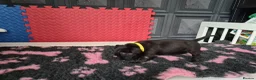 Staffordshire Bull Terrier dogs for sale: Staffordshire bull terrier pups in Leeds - Advert 12