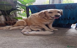 Golden Retriever dogs for sale: 2 female Golden Retrievers puppies - Image 15