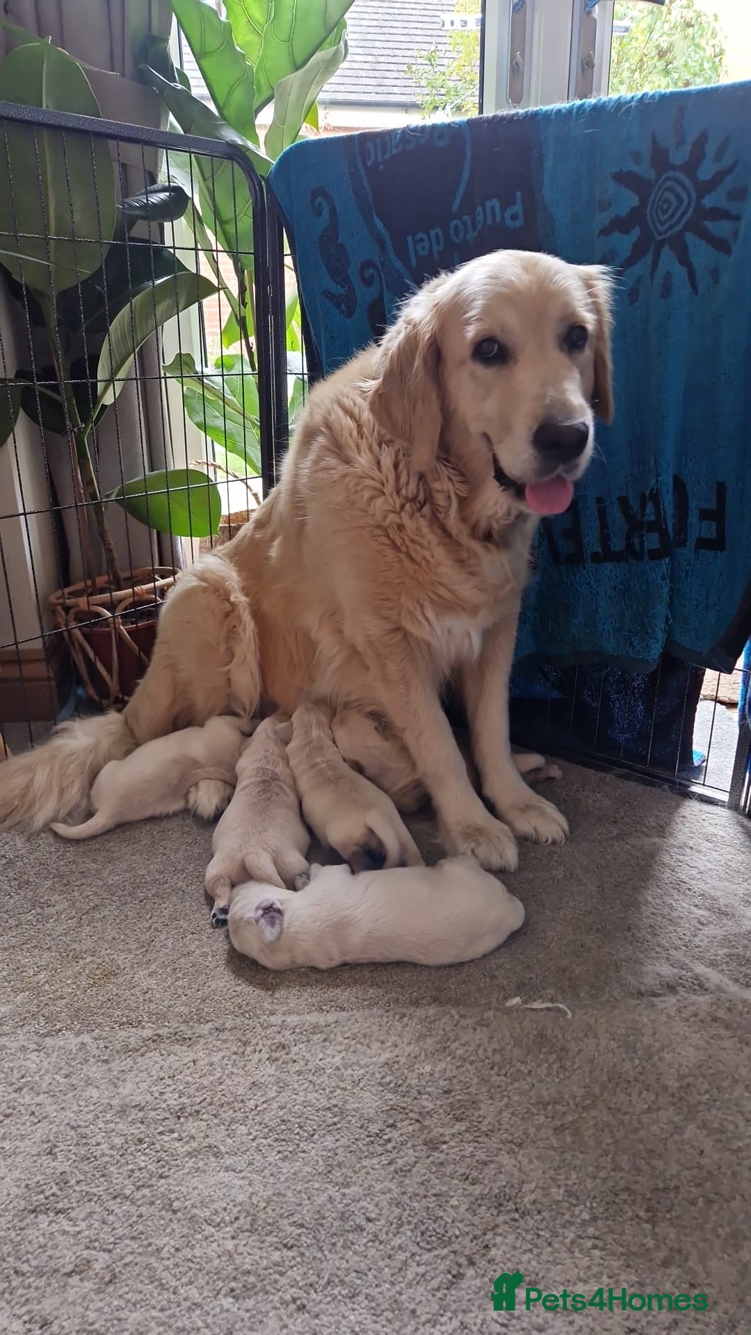 Golden Retriever dogs for sale: 2 female Golden Retrievers puppies - Image 15