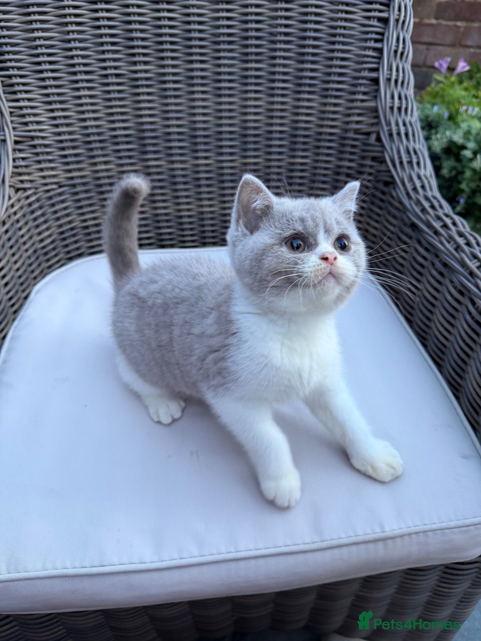 British Shorthair cats FULL PEDIGREE REGISTERED BSH - Advert 1