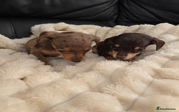 Miniature Dachshund dogs for sale: Miniature dachshunds  - Image 13