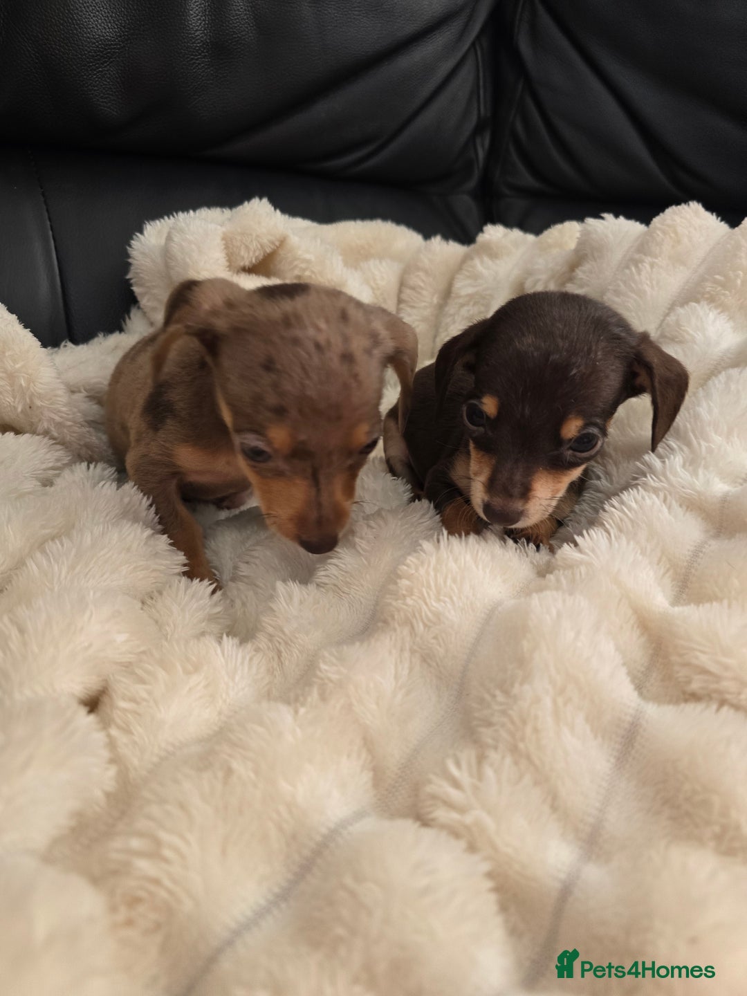 Miniature Dachshund dogs for sale: Miniature dachshunds  - Image 13