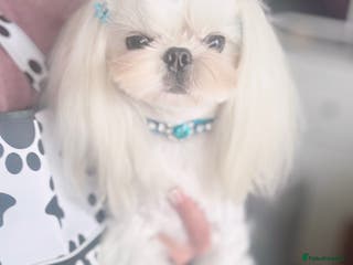 Maltese dogs 🩵Extreme Face Korean Maltese For Stud 🧬 CLEAR🩵 - Advert 2