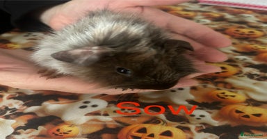 Guinea Pig rodents Baby bonded sows £40 pair  - Advert 1