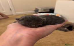 Mixed Breed cats for sale: Three Gorgeous Kittens - Image 21