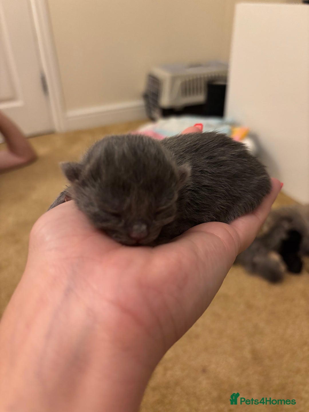 Mixed Breed cats for sale: Three Gorgeous Kittens - Image 21