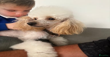 Toy Poodle dogs - Advert 7