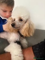 Toy Poodle dogs - Advert 7