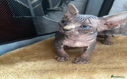 Sphynx cats for sale: Beautiful sphynx kittens - Image 4