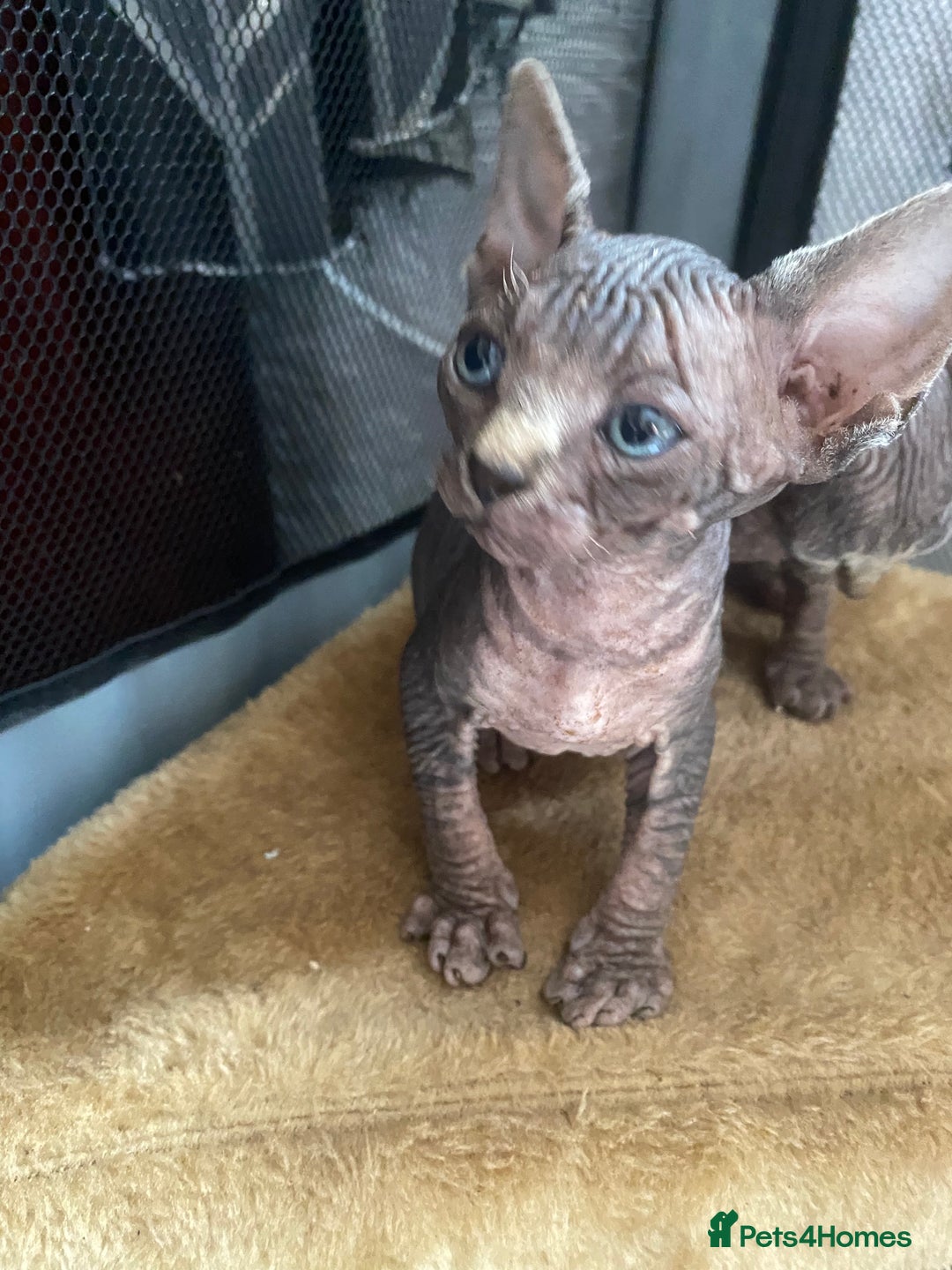 Sphynx cats for sale: Beautiful sphynx kittens - Image 4