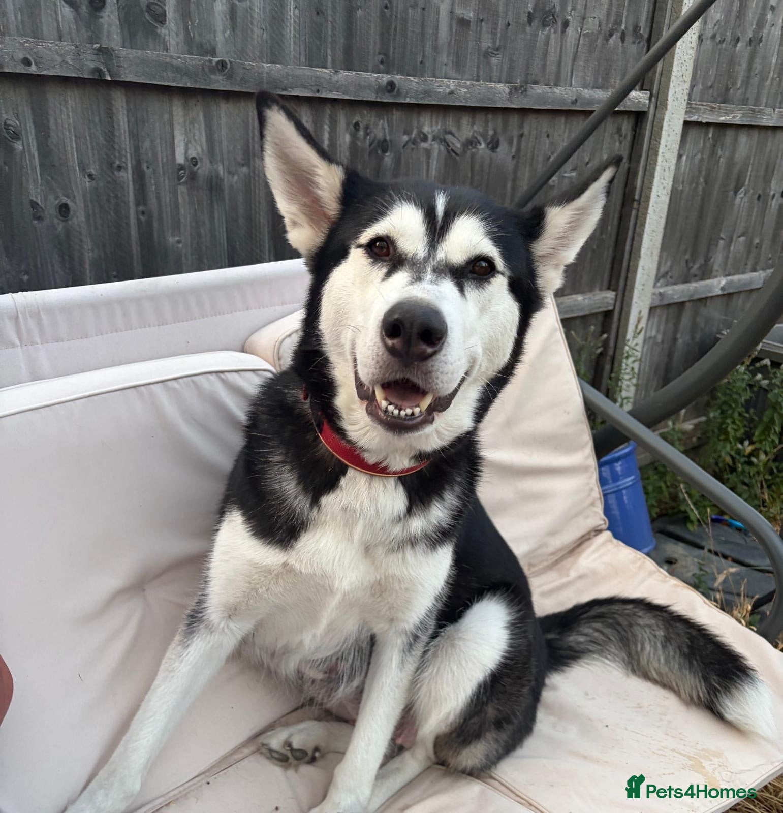 Utonagan dogs 7 stunning husky/malamute puppies - Advert 3
