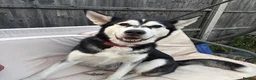 Utonagan dogs for sale: 7 stunning husky/malamute puppies in Waltham Abbey - Advert 1