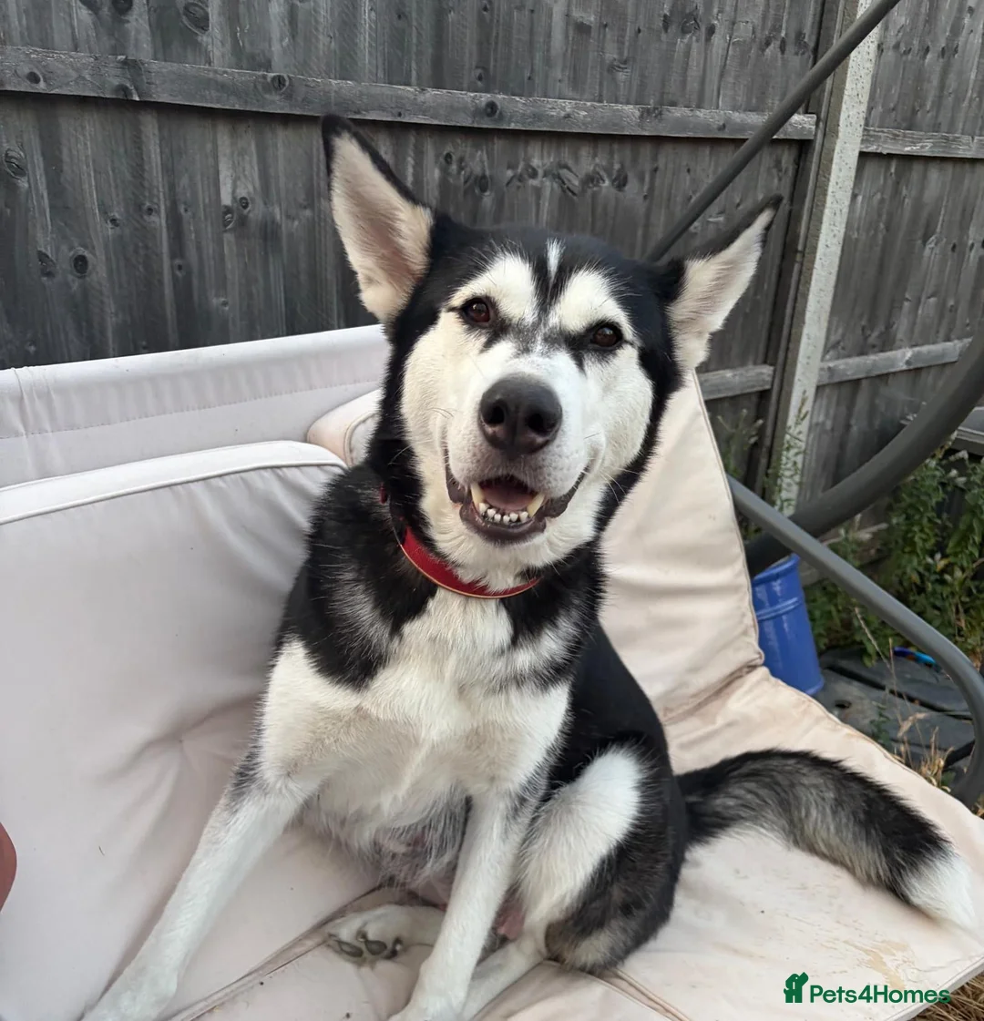 Utonagan dogs for sale: 7 stunning husky/malamute puppies in Waltham Abbey - Advert 1