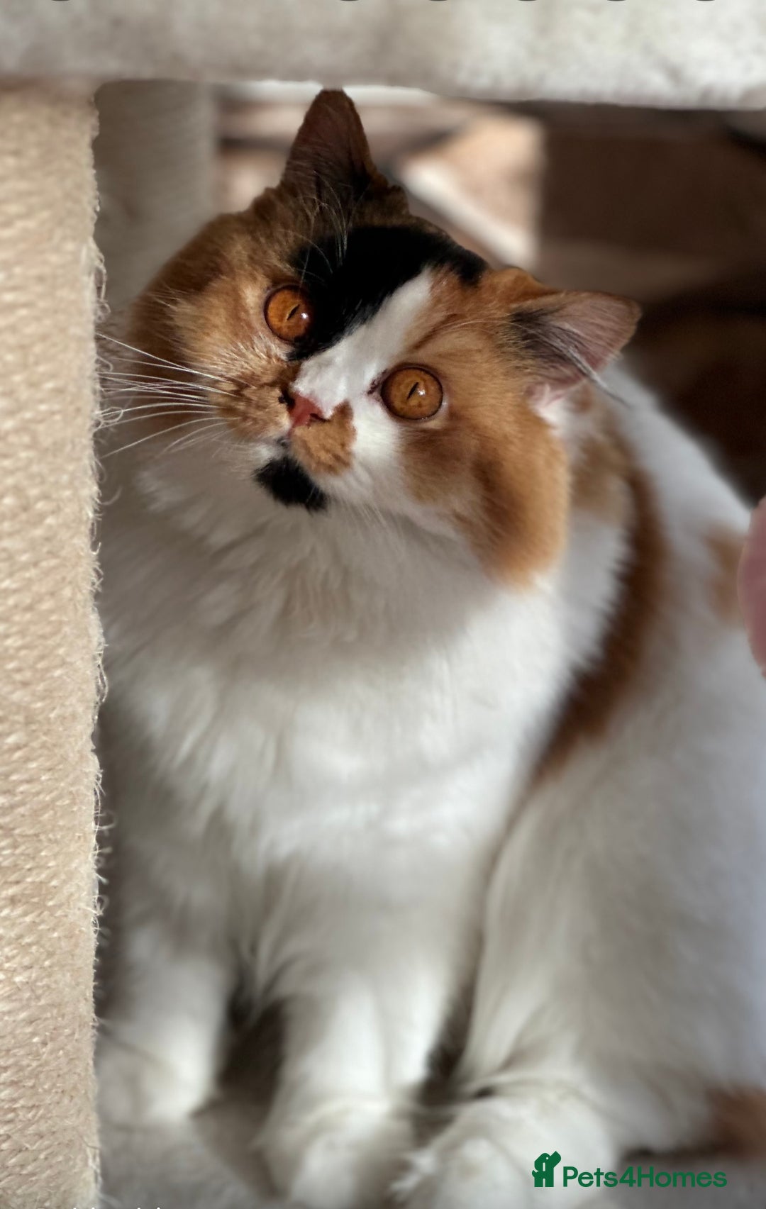 British Longhair cats for sale: Beautiful Tiger Lily 💎🏆❤️ - Image 3