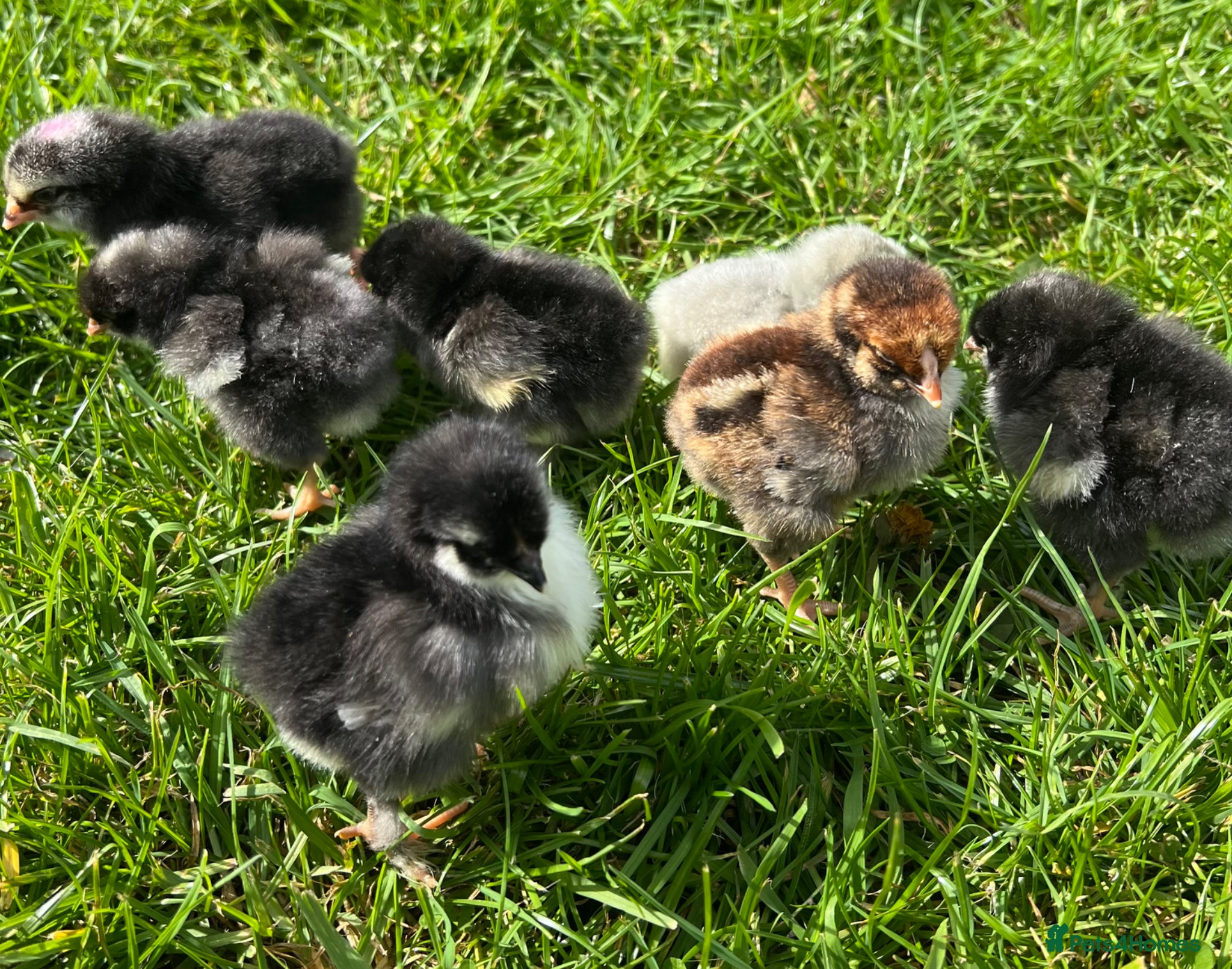 Chickens poultry for sale: 8x Day Old Chicks for sale in Hounslow! - Advert 2