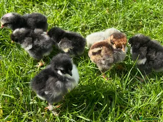 Chickens poultry for sale: 8x Day Old Chicks for sale in Hounslow! - Advert 2