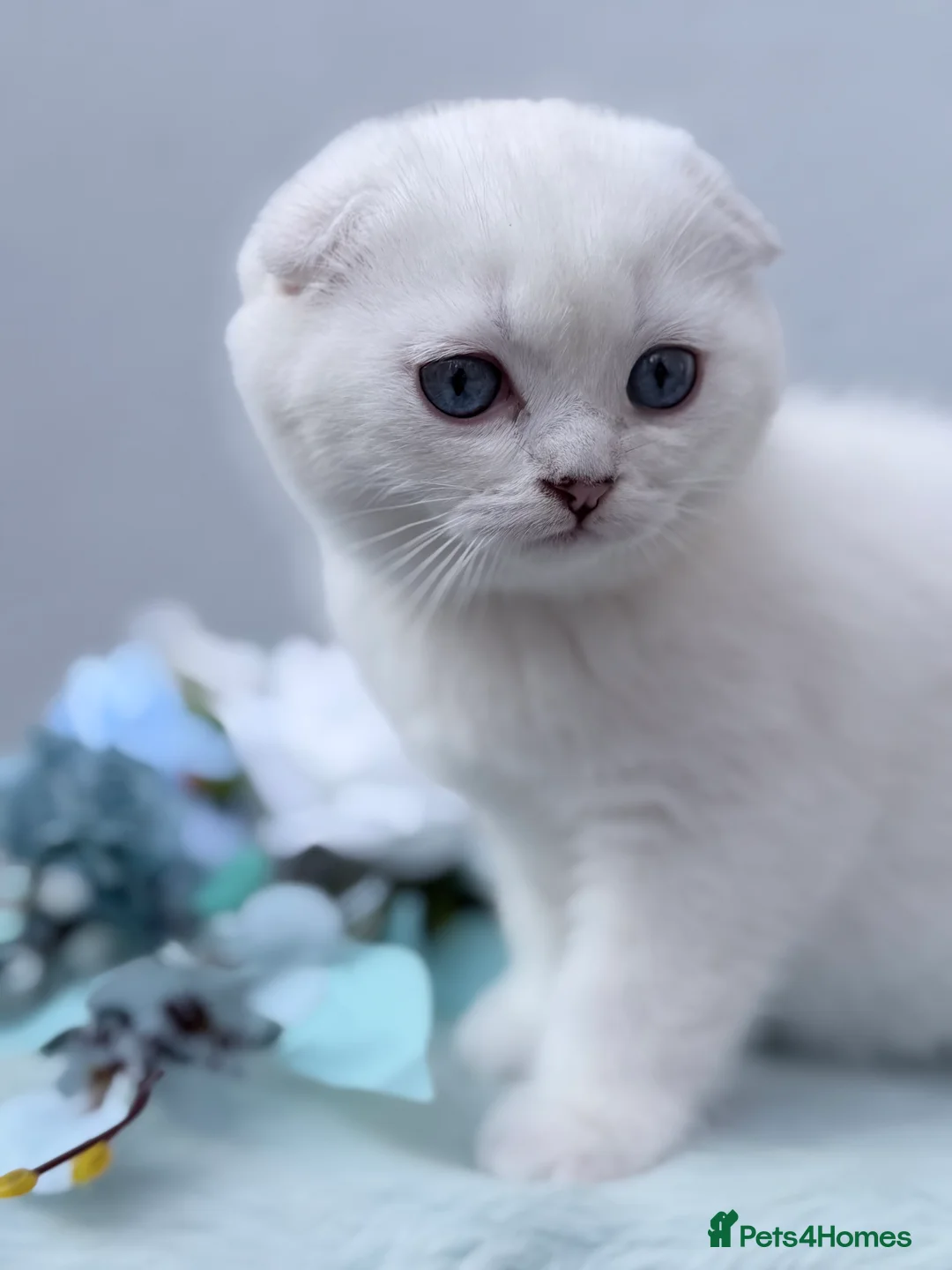 Scottish Fold cats for sale: EXCLUSIVE RARE GRC Dad show Quality scottish fold! - Advert 2