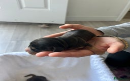 Cocker Spaniel dogs for sale: ✨show type cocker spaniel✨ - Image 14