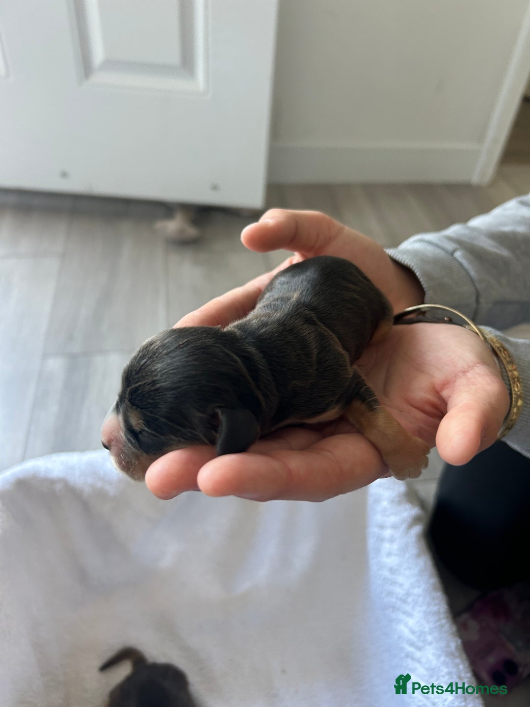 Cocker Spaniel dogs for sale: ✨show type cocker spaniel✨ - Image 14