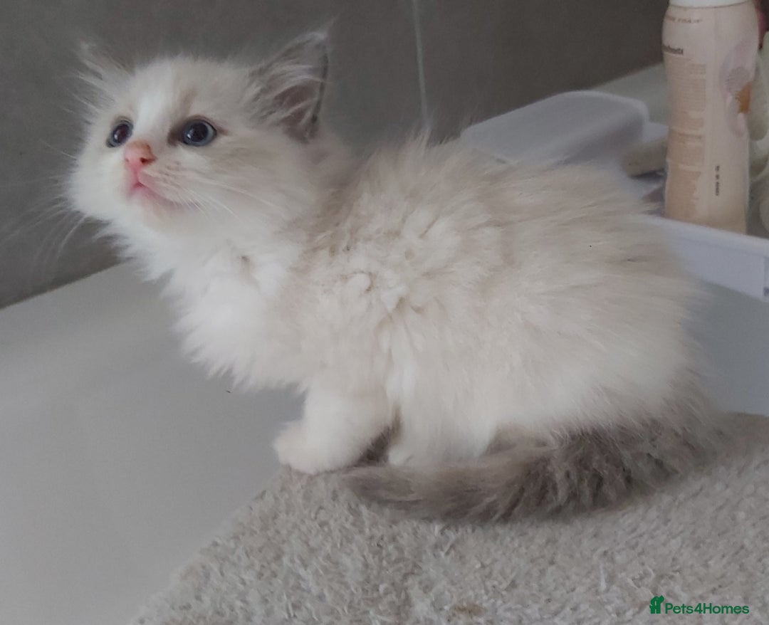 Ragdoll cats for sale: RAGDOLLS GIRLS BOYS BICOLOUR SEAL POINT BLUE EYES  - Image 18