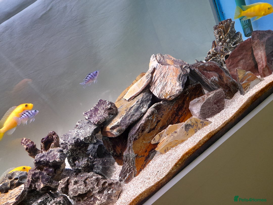 Cichlids fish for sale: Fish task - Image 2